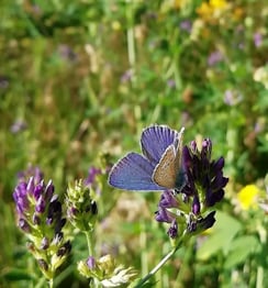 Saat Luzerne ( Medicago sativa)