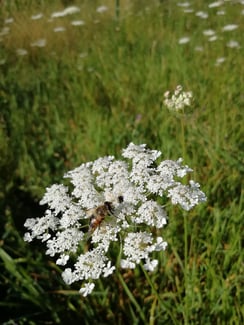 Gewöhnliche Möhre ( Daucus carota)