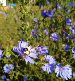 Gewöhnliche Wegwarte ( Cichorium intybus)