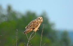 Sumpfohreule  ©Erwin Taube