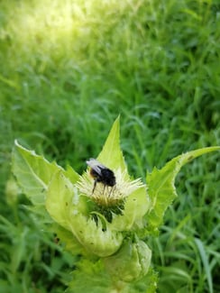 Kohl- Kratzdistel ( Cirsium oleraceum)