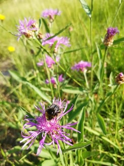 Wiesen- Flockenblume ( Centaurea jacea)