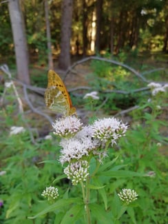 Gewöhnlicher Wasserdost ( Eupatorium cannabinum)