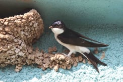 Mehlschwalbe am Nest Foto: Chr. Moning