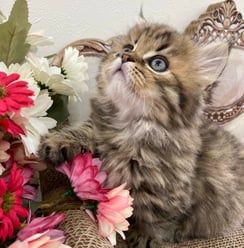 ミヌエット　仔猫　販売　京都　長毛