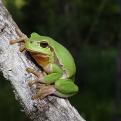 Besondere Arten, wie der Laubfrosch finden hier wieder ein Zuhause., Foto: Martin Werneyer