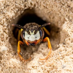 Der Bienenwolf legt im Wurzelteller Brutröhren für seine Larven an. Foto: R. Sturm