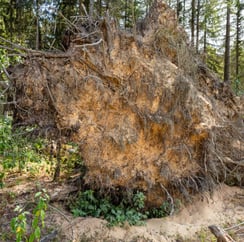 Durch Windwürfe entstandene Wurzelteller sind ein natürliches Insektenhotel. Foto: Ralph Sturm