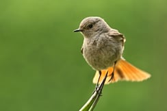 Weiblicher Hausrotschwanz