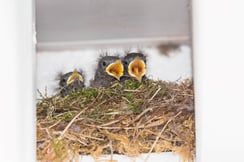 Hausrotschwanz-Küken im Nest
