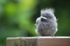 Junger Hausrotschwanz