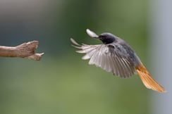 Fliegender Hausrotschwanz