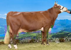 OMBRELLE (Macaron) Gaec les Osimes (74)