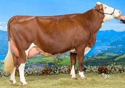 ORLOTTE (Magnum) à EARL Champtallon (73)