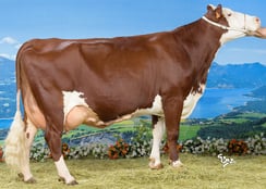 NARCISSE (Denverse) à EARL la Vouettaz (74)