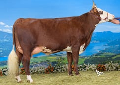 POUPEE (Nesco) Gaec Ferme Challamel-Fillion)