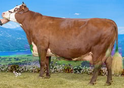 FUGUE (Cachemire)  EARL La Ferme des 3 petits coeurs (73)