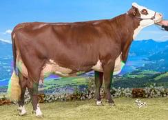 OVATION (Latino) Gaec les Chalets d'Oche (74)