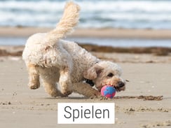 Hundespielzeug Wasserspielzeug Bälle Plüschtiere Zerrspielzeuge