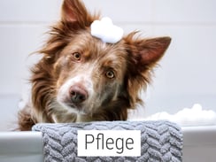 Hundeshampoo Hundebademantel Hundehandtuch Hundebürste