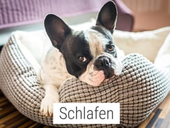 Hundebetten Hundekissen Hundedecken Reisedecken