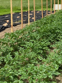 saisonales Gemüse vom petershof Kärselen