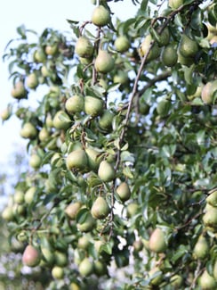 saisonale Früchte vom petershof Kärselen