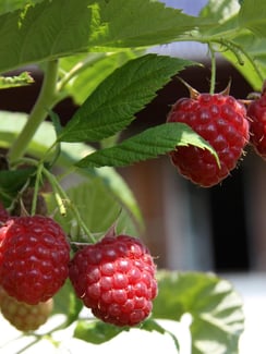 saisonale Beeren vom petershof Kärselen