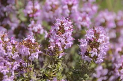 Photo d'un bosquet de Fleur de Thym de Nouvelle-Zélande dans la région de Central Otago