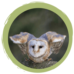 Auf einen Blick – wie kann ich der Schleiereule helfen: 4 Tipps