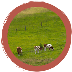 Rätsel: Weidehaltung und Vögel?