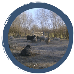 Folge 10: Ein ganzer Schafstag in 5 Minuten