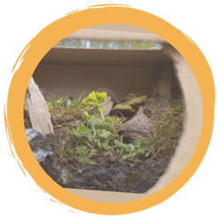 Waldboden im Schuhkarton