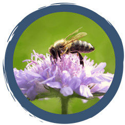 Fleißige Wildbienchen