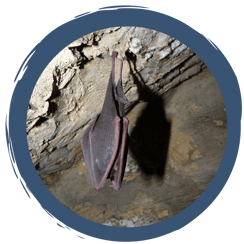 Bitte nicht stören - Winterschlaf