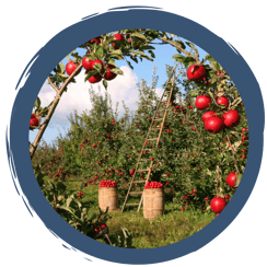 Schatzkammer Streuobstwiese