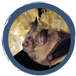 Artenportrait Große Hufeisennase