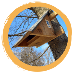 Nistkästen für die Wasseramsel