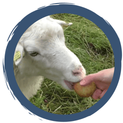 Folge 13: Vitamine und Streicheleinheiten im Herbst