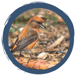 Wusstet ihr...? Spannende Fakten rund um Tiere im Winter