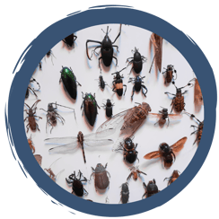 Insekten Steckbriefe