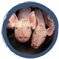 Video: Tierisch gut leben auf dem Bauernhof