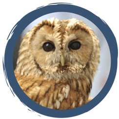 Der Ruf des Waldkauzes – Pfeifen leicht gemacht