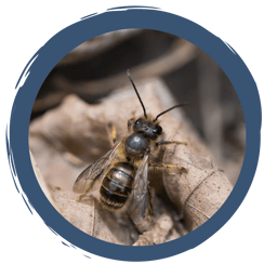 Ein Platz für Wildbienen