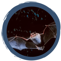 Artenportrait Wasserfledermaus