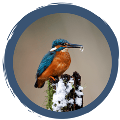 Der Eisvogel im Winter