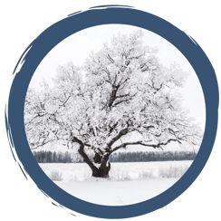 Überwinterungsstrategien der Pflanzen: Dem Winter gewachsen sein…