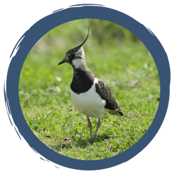 Video: Wiesenbrüter in Not