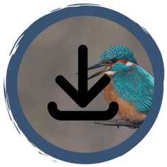 Materialien zum Herunterladen und Online-Materialien speziell für Schulen