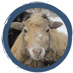 Folge 2: Wolle ist nicht gleich Wolle